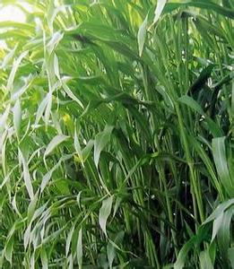 一年生禾本科優質牧草品種_高丹草種子