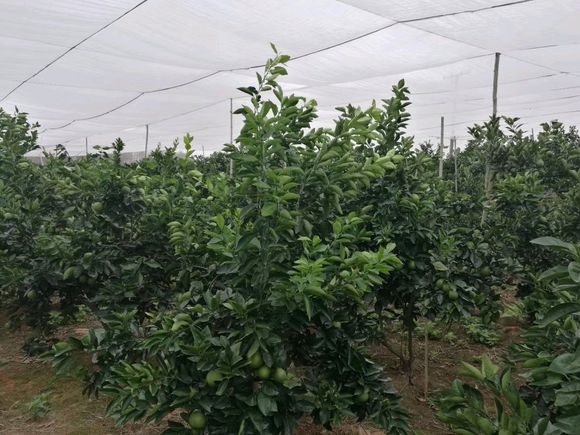 加厚果樹防蟲網優質新料紗網抗老化好紗網廠家直發