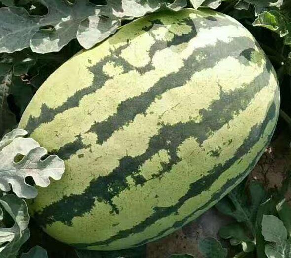 陜西大棚金城5西瓜產地價格，大棚長紅金城5西瓜基地行