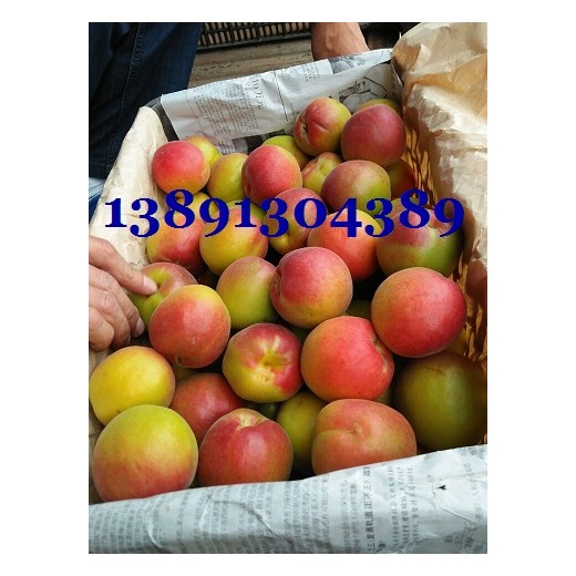 陜西豐園紅杏基地價格，金太陽杏，凱特杏產地量多上市